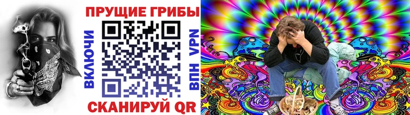 Купить где  Будённовск  Галлюциногенные грибы Psilocybe 